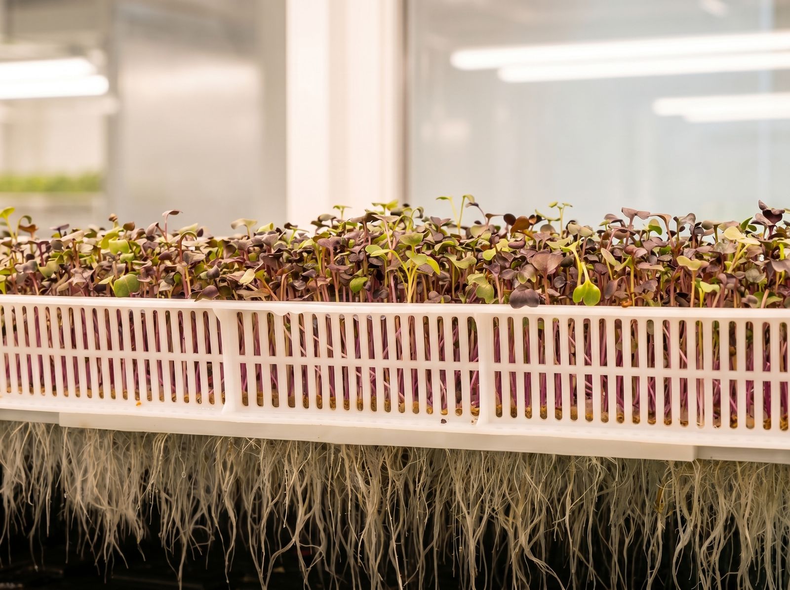 Rows of crops growing in a controlled-environment cultivation system, roots exposed beneath the trays