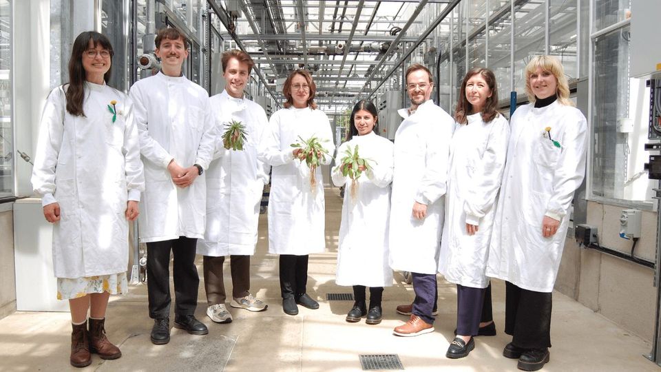 QuberTech scientists in a greenhouse holding harvested dandelion plants with the roots exposed